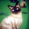 pet portraits airbrush shirt image